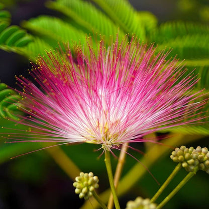 Calliandra Pink &amp; White (Calliandra Surinamensis) All Time Flowering Live Plant