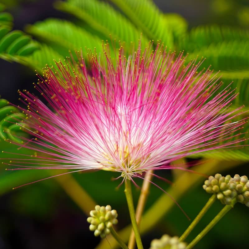 Calliandra Pink & White (Calliandra Surinamensis) All Time Flowering Live Plant