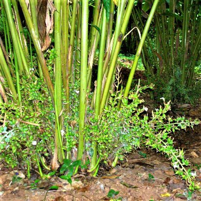 Cardamom (Elaichi) Spice Plant