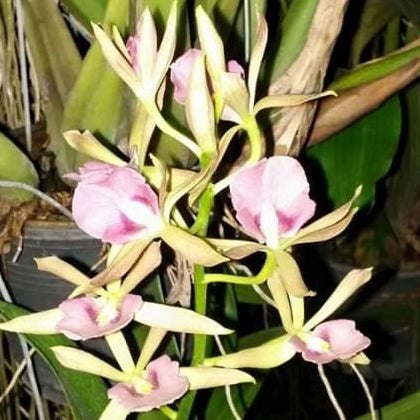 Cattleya Encyclia Cochleata X Cordigera