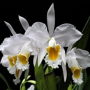 Cattleya Eldorado Var Alba