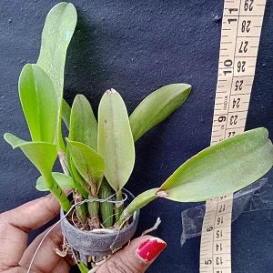 Cattleya Netrasiri Beauty X Yen Red Face - Dark Angel (Seedling)
