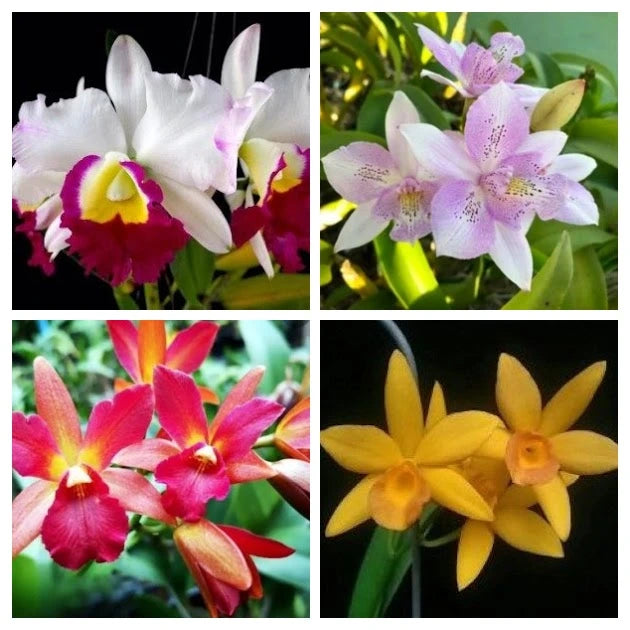 Assorted Near Blooming Size Cattleyas (Pack of 4)