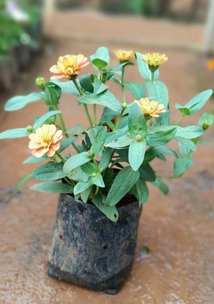 Sandal Zinnia Flowering Live Plant