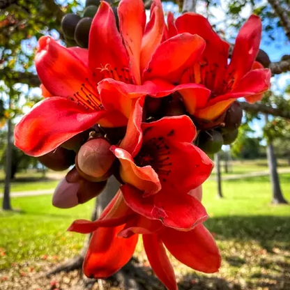 Red Silk-Cotton Tree (Bombax ceiba) Rare Live Plant