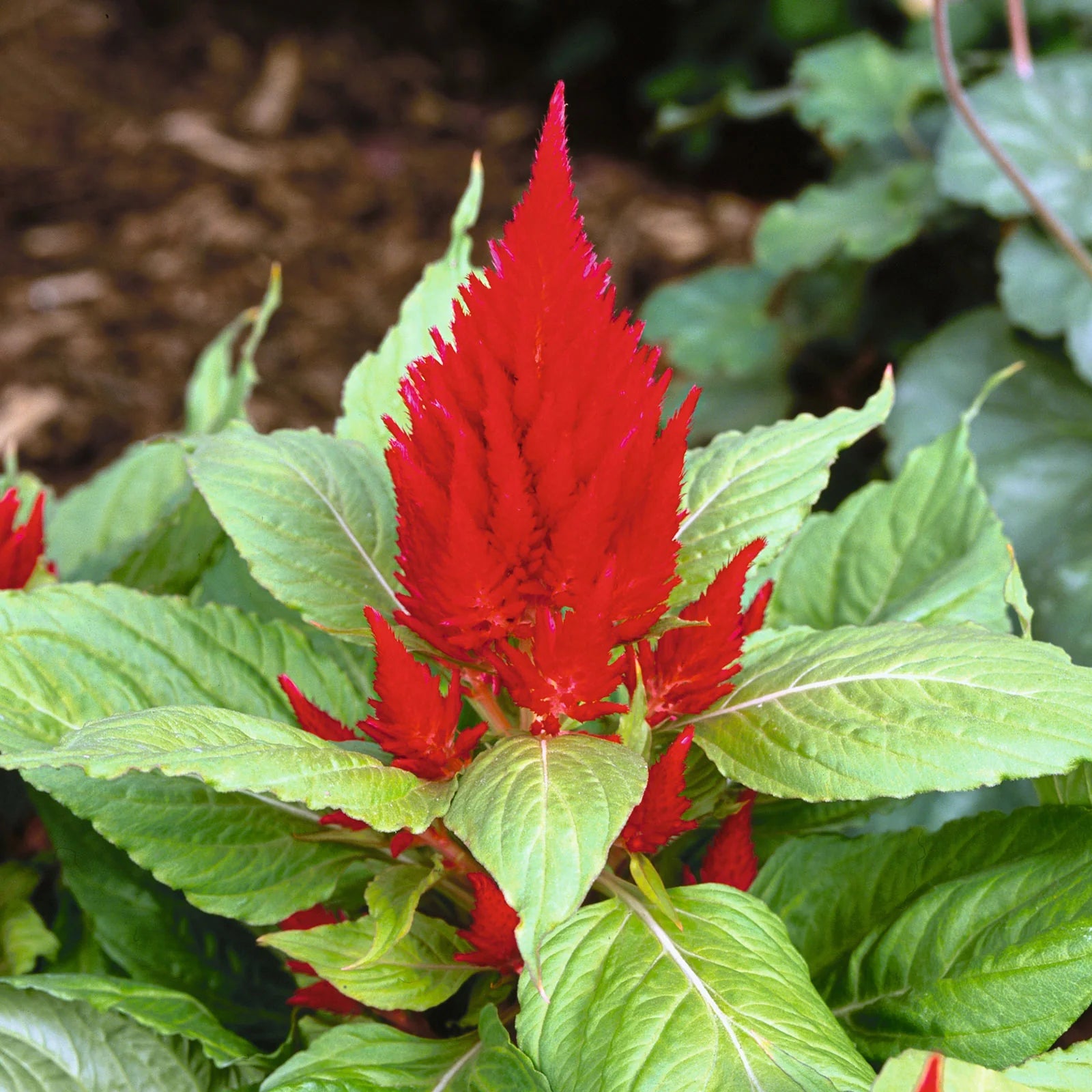 Celosia Red (Feather Cockscomb) Flowering Live Plant