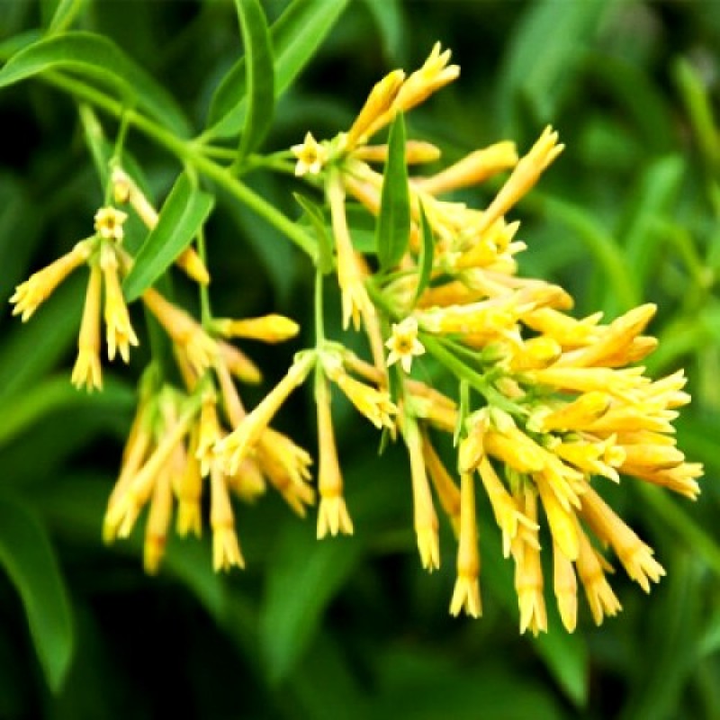 Night Blooming Jasmine Yellow (Cestrum nocturnum) Flowering Live Plant