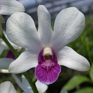 Dendrobium Charming White (Blooming)