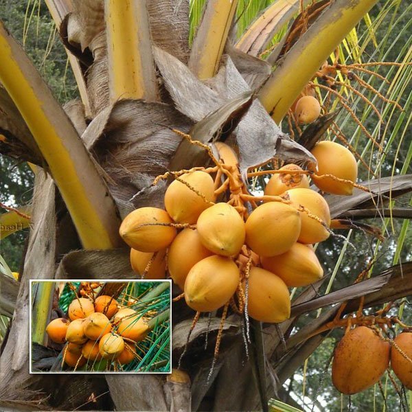 Chavakkadan Red Dwarf Coconut Tree Plant (Tender Coconut Plant)