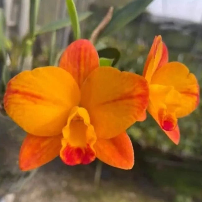 Cattleya Chief Glory