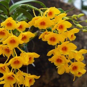 Dendrobium Chrysotoxum (Seedling)