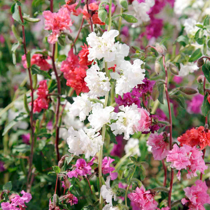 Clarkia Elegant Mix Seeds