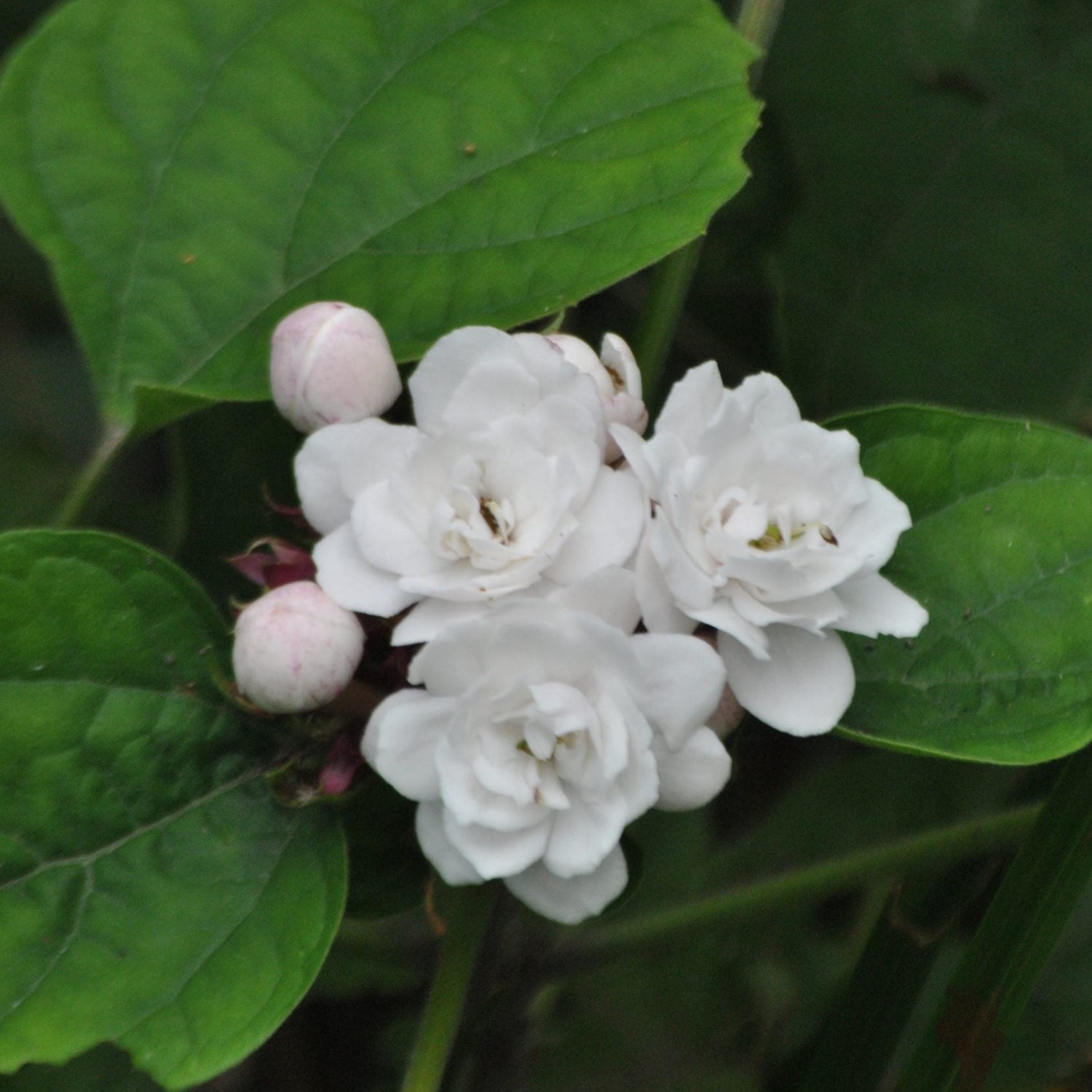 Clerodendrum Fragrans All Time Flowering Live Plant