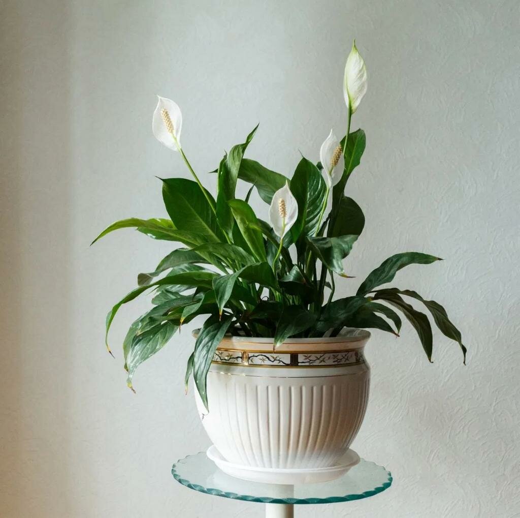 Peace Lily / Spathiphyllum Indoor Plant