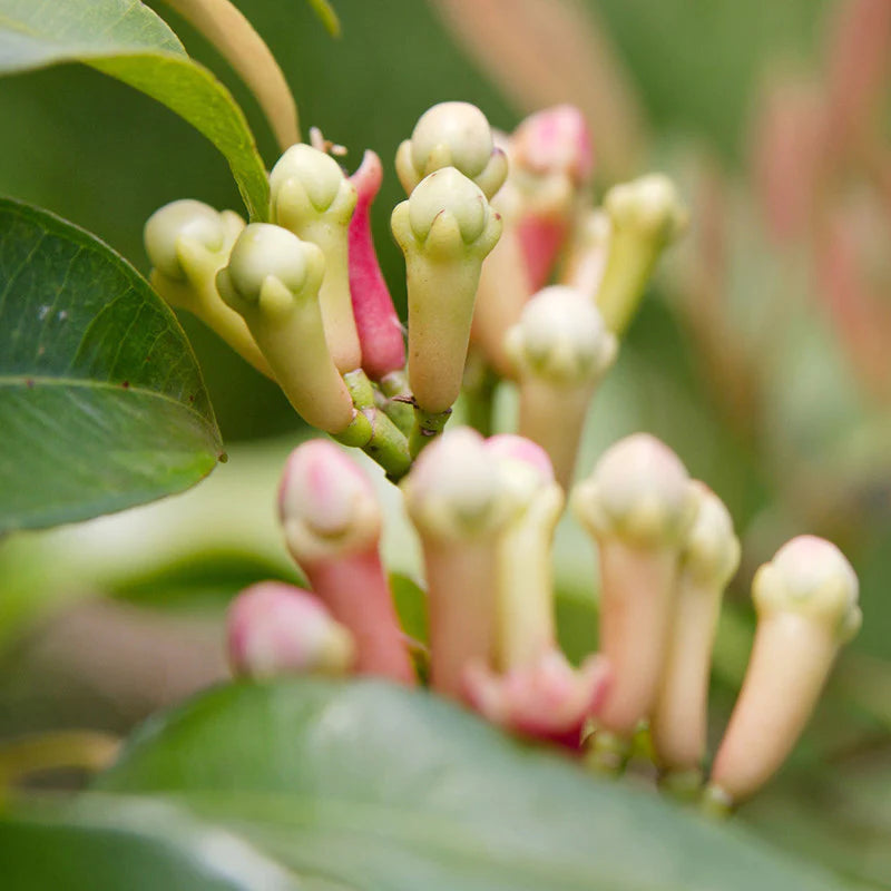 Clove / Lavang (Syzygium Aromaticum) Spice Plant