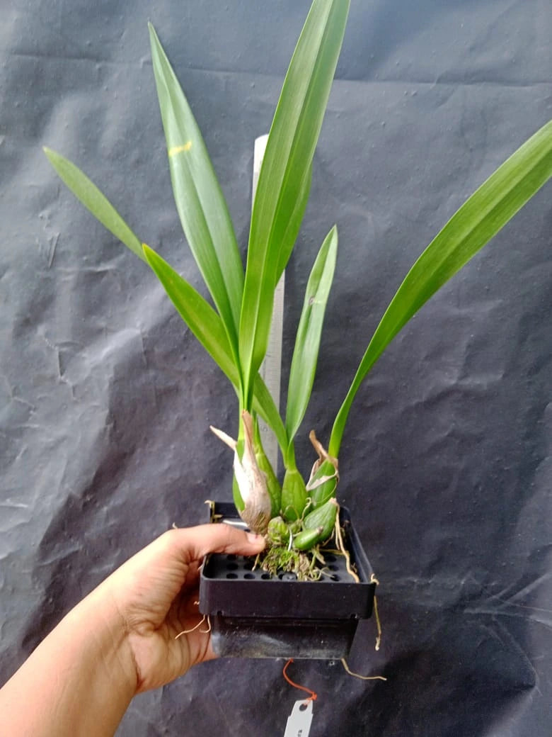 Cattleya Encyclia Cochleata X Cordigera