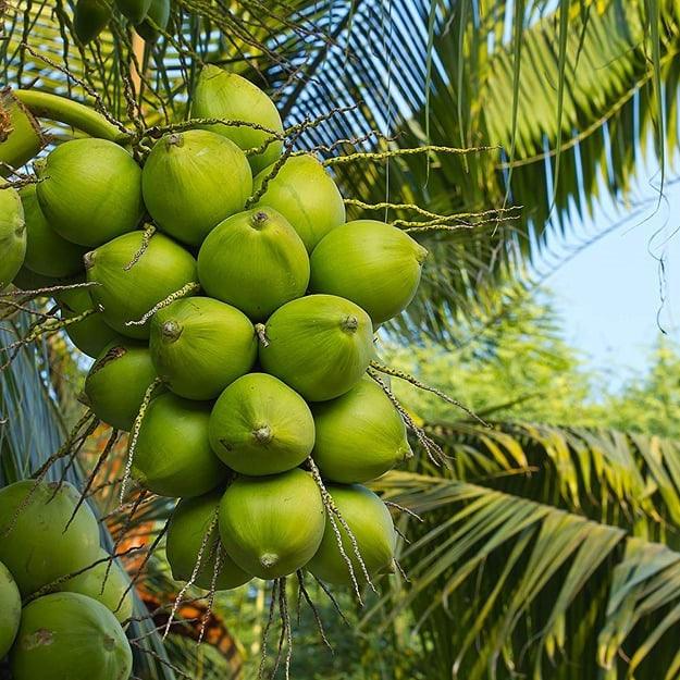 Chavakkadan Green Dwarf Coconut Tree Plant (Tender Coconut Plant)
