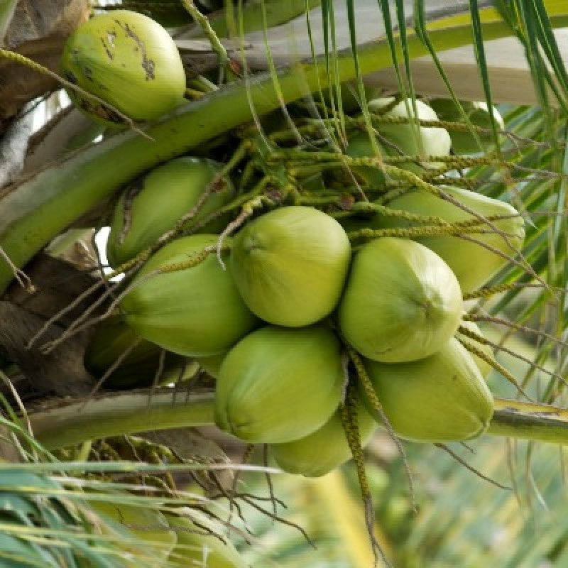 Chavakkadan Green Dwarf Coconut Tree Plant (Tender Coconut Plant)