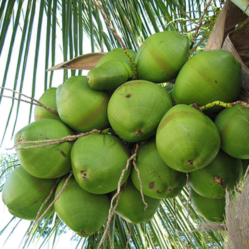Ganga Bondam Coconut Tree Plant