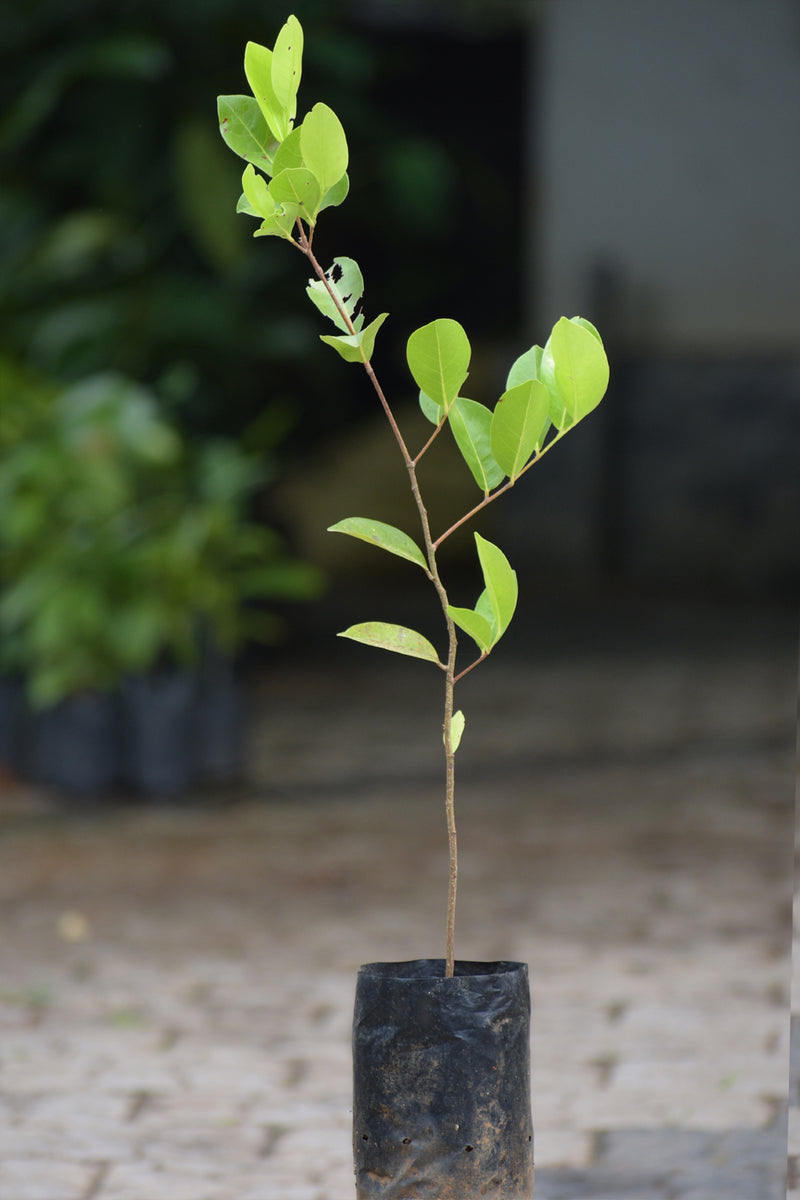 Cocoplum Fruit Live Plant (Chrysobalanus Icaco)