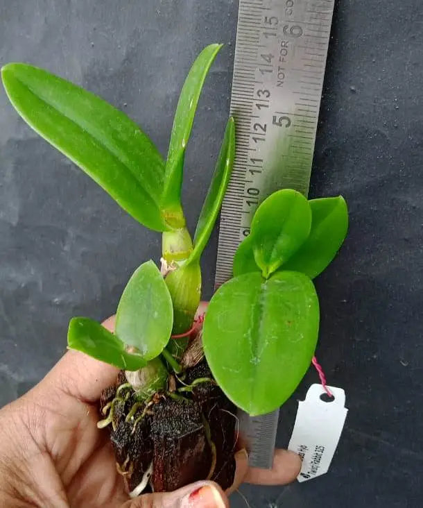 Dendrobium Cross Hybrid (Seedling)