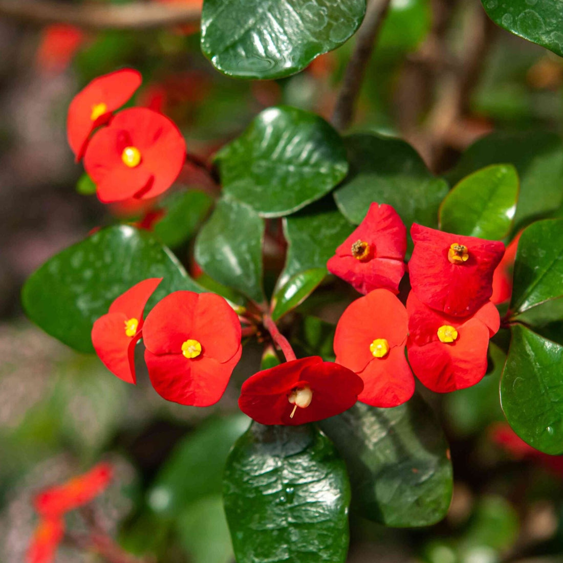 Euphorbia Geroldii (Thornless Crown of Thorns) Flowering Live Plant