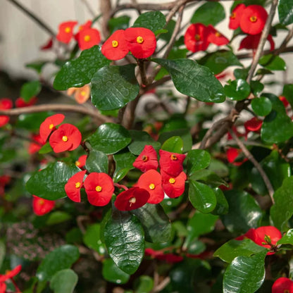 Euphorbia Geroldii (Thornless Crown of Thorns) Flowering Live Plant