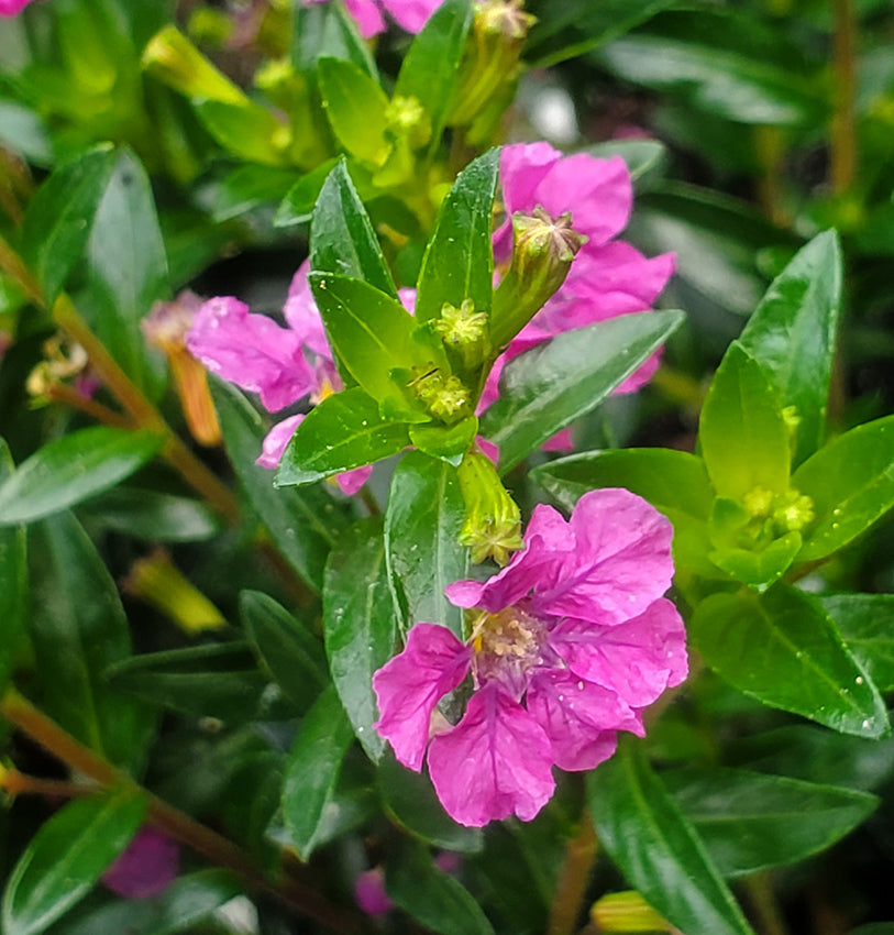 Cuphea Pink (Mexican Heather) Rare All Time Flowering Live Plant