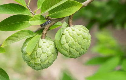 Green Custard Apple (Seethapazham) Grafted Live Plant