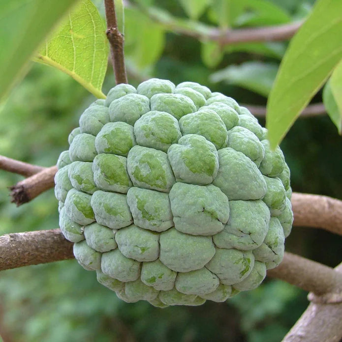 Green Custard Apple (Seethapazham) Grafted Live Plant