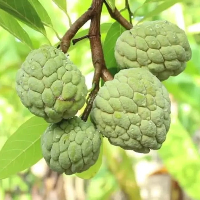 Green Custard Apple (Seethapazham) Grafted Live Plant