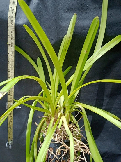 Cymbidium Finlaysonianum (Blooming Size)