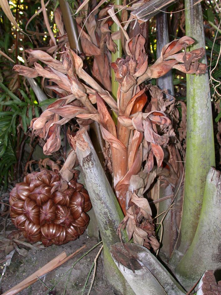 Nipa Palm Live Plant (Nypa Fruticans)