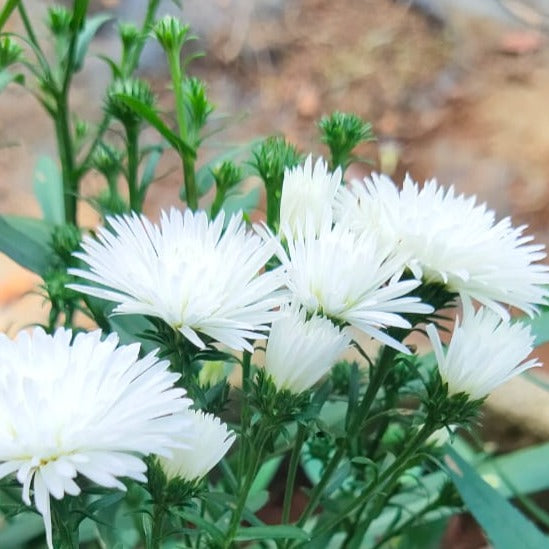 Daisy White All Time Flowering Live Plant