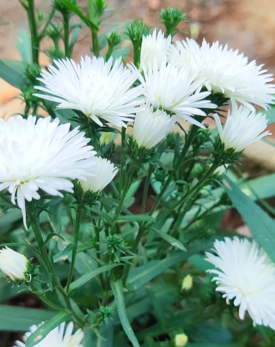 Daisy White All Time Flowering Live Plant