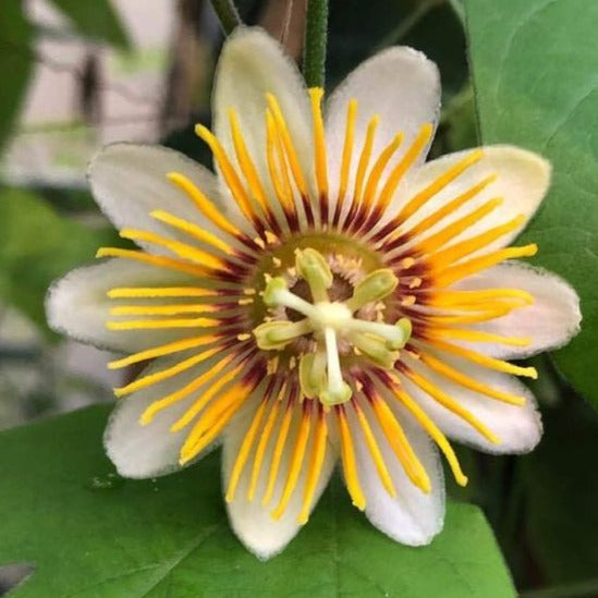 Passiflora holosericea (Krishna Kamal) Yellow Flowering Live Plant