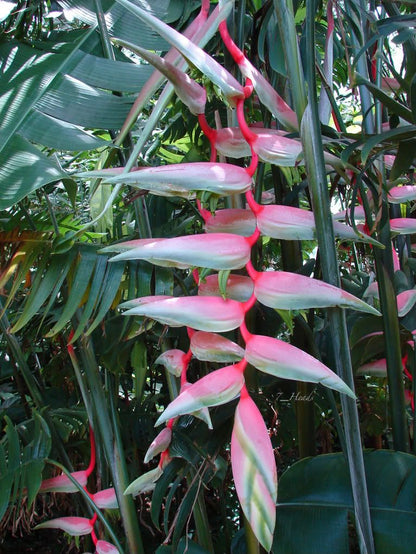 Heliconia chartacea Sexy Pink Flowering Live Plant