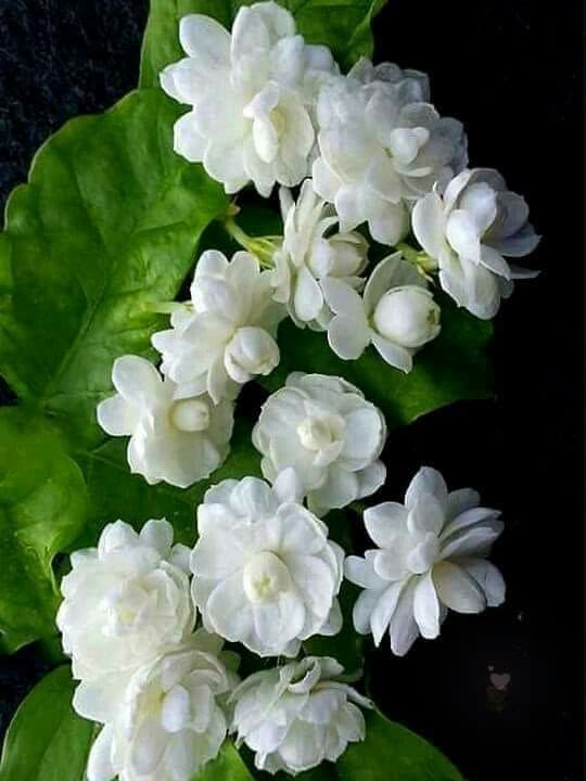 Jasmine Multi Petal Highly Fragrant All Time Flowering Rare Live Plant
