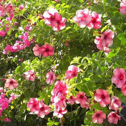 Allamanda Blanchetii Pink All Time Flowering Live Plant