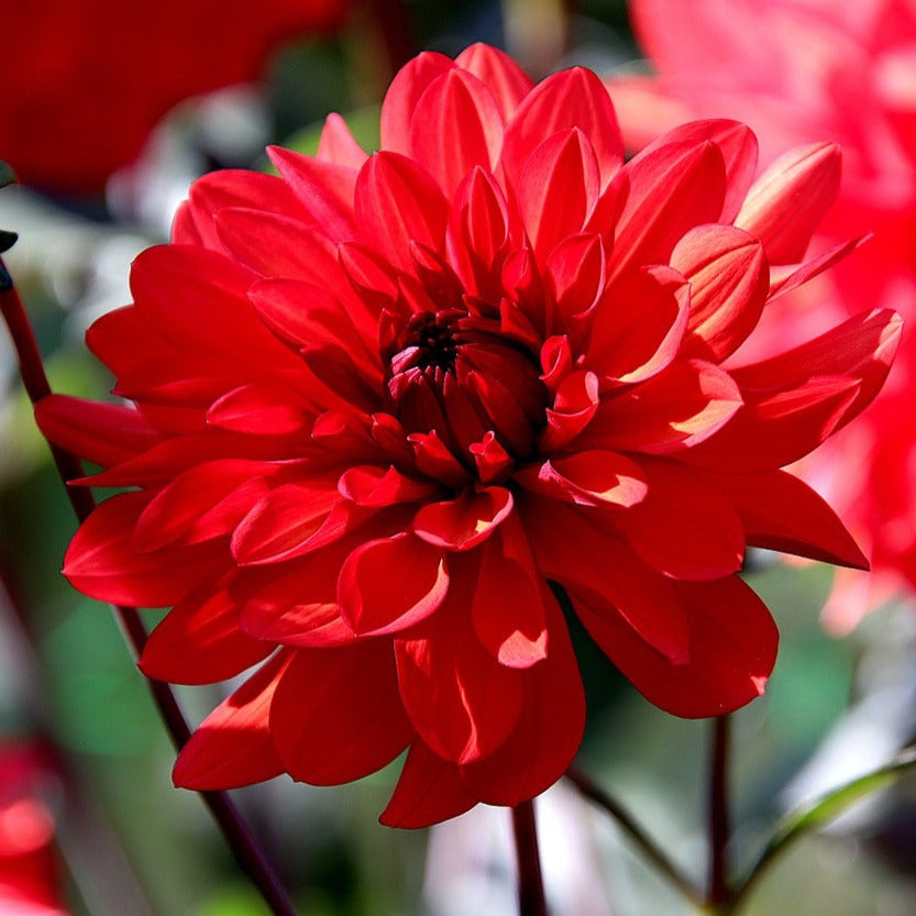 Red Dahlia Flowering Live Plant
