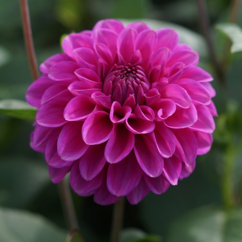 Pink Dahlia Flowering Live Plant