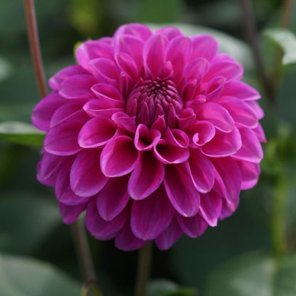 Pink Dahlia Flowering Live Plant