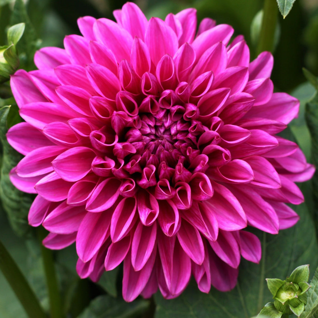 Dark Pink Dahlia Flowering Live Plant