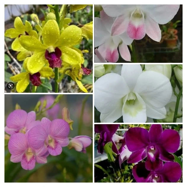 Assorted Dendrobiums Blooming Size (Pack of 5)