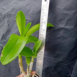 Dendrobium TG Blue