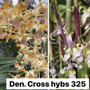 Dendrobium Cross Hybrid (Seedling)