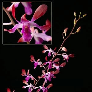 Dendrobium Jasmine (Blooming)