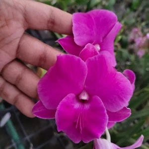 Dendrobium Curly Pink (Extra Big Size Seedling)