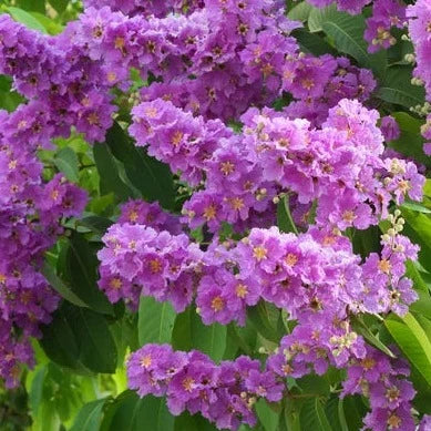 Lagerstroemia Speciosa Purple (Pride of India) Live Plant