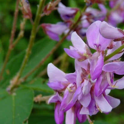 Desmodium Blue Braya Unifoliatum Flowering Live Plant